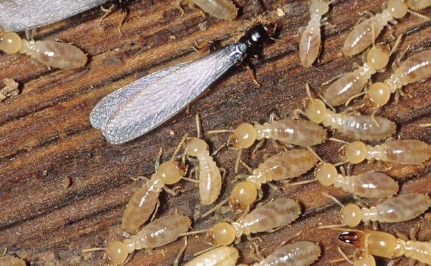 seriamente simultáneo Mínimo Cómo funciona el sistema de cebos en termitas? - NovaHigiene